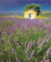 Flower Fields