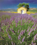 Field of Flowers